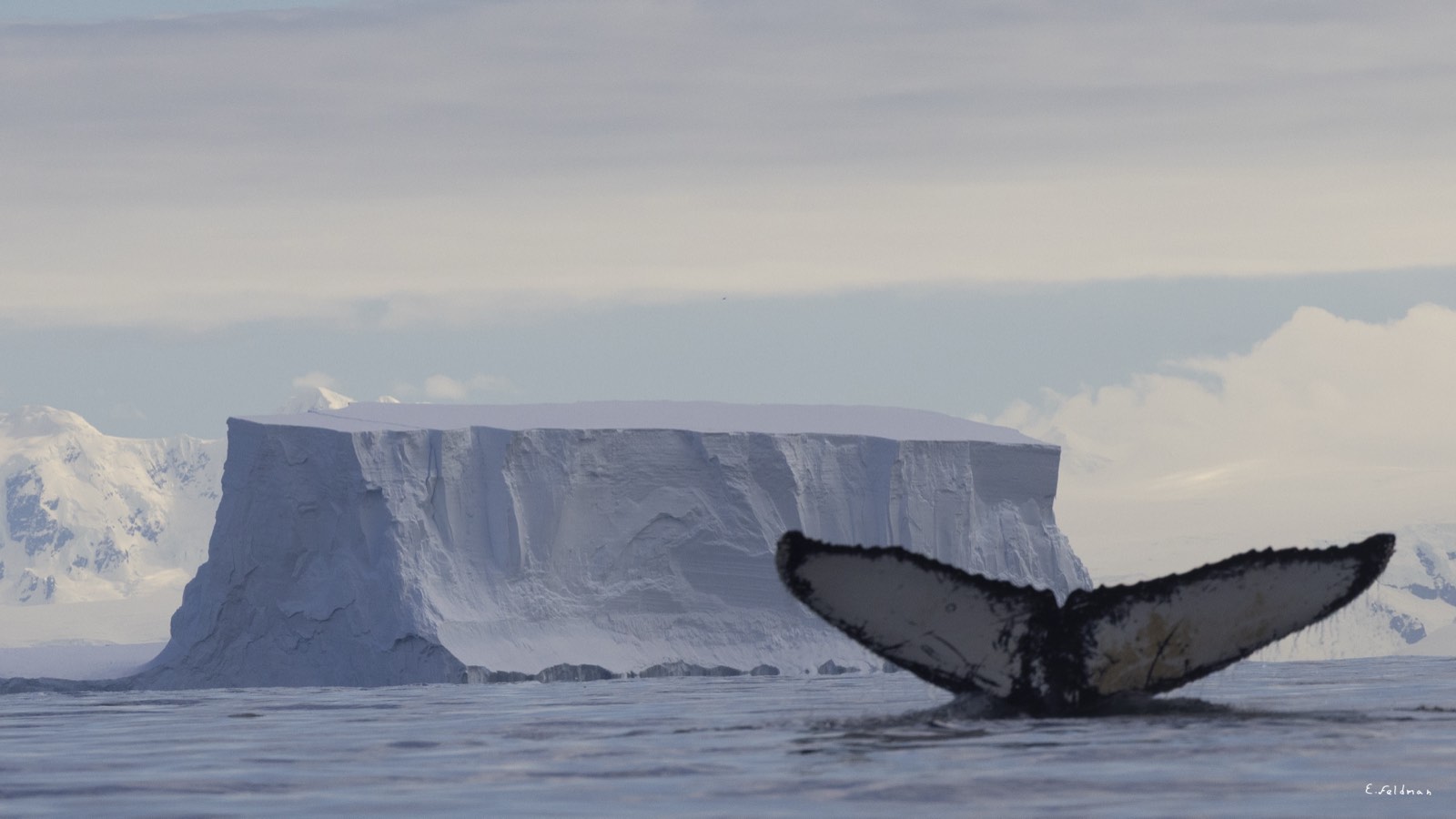 A humpback whale’s tail before a tabular iceberg