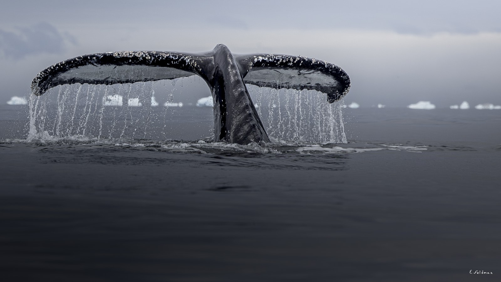 A humpback fluke in black and white