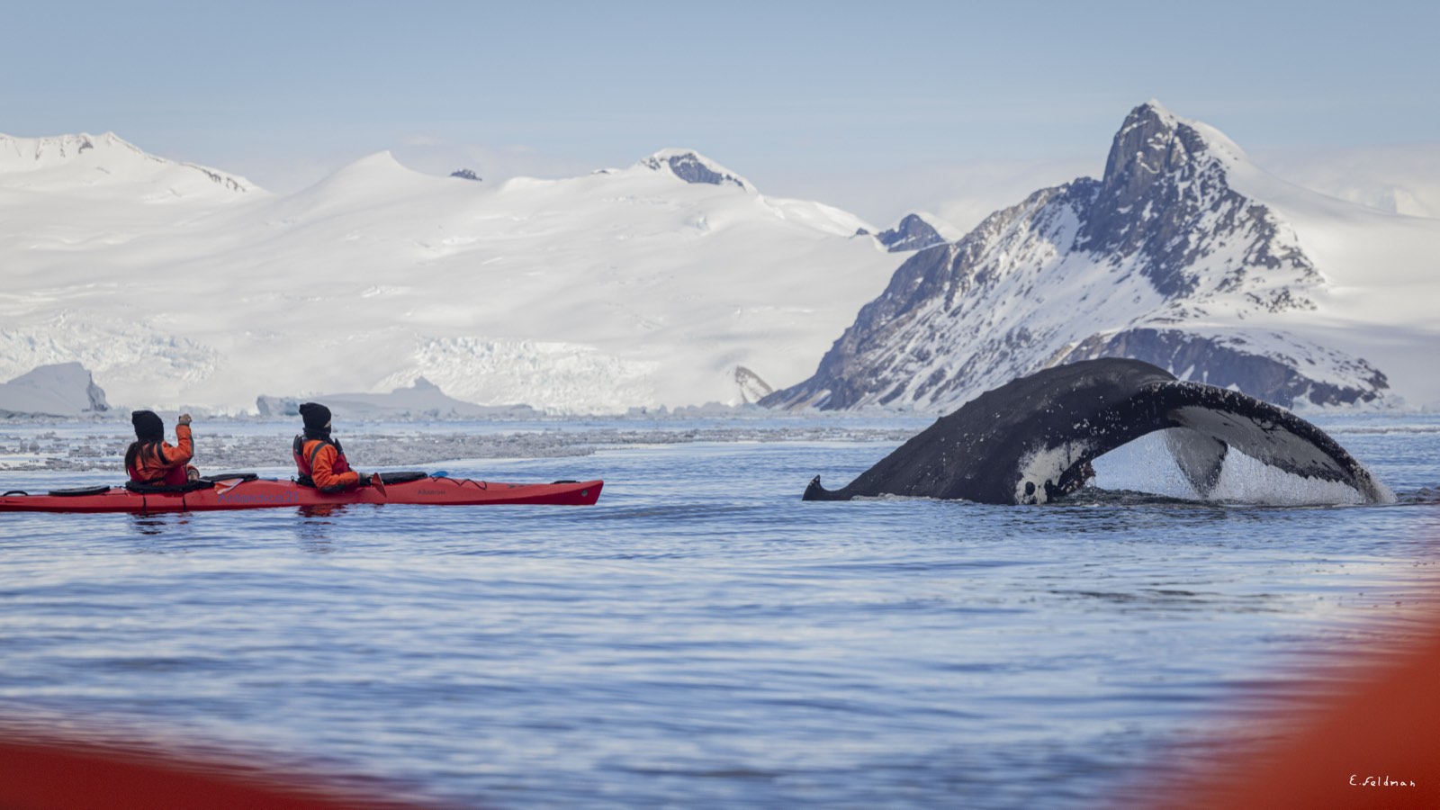 Kayakers paddling beside a whale
