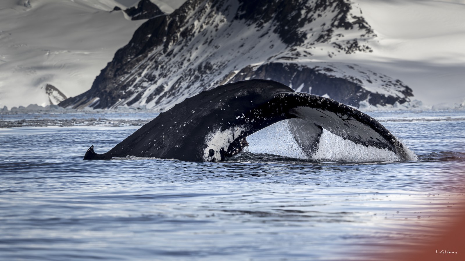 A humpback whale surfacing below a snowy peak