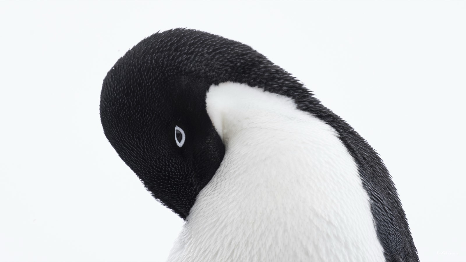 An Adélie penguin against white snow