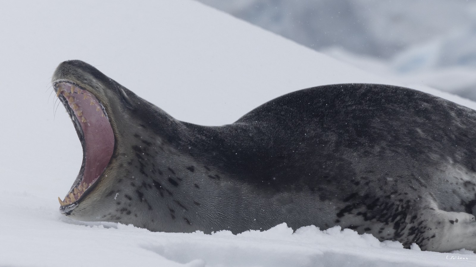 A leopard seal yawning on the ice