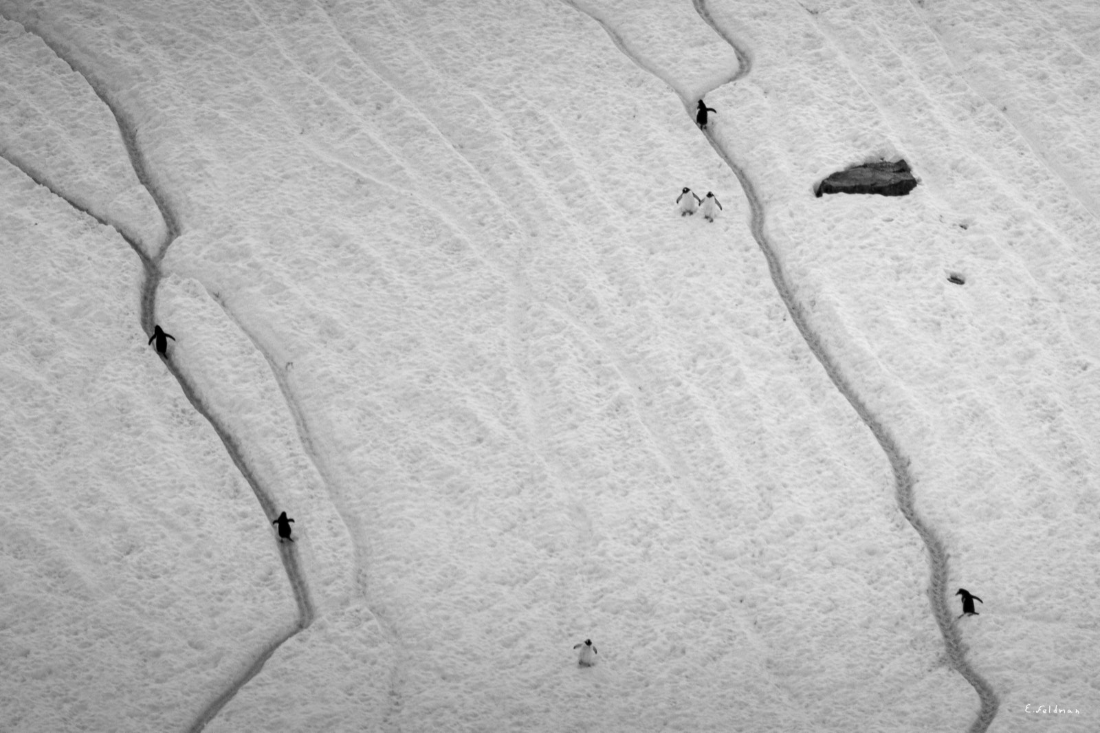 Penguins walking their trails across a snow slope