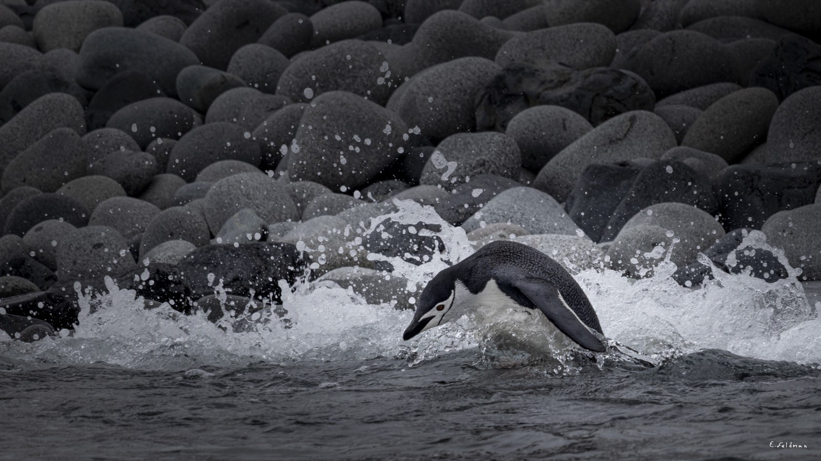 A penguin leaping through the surf