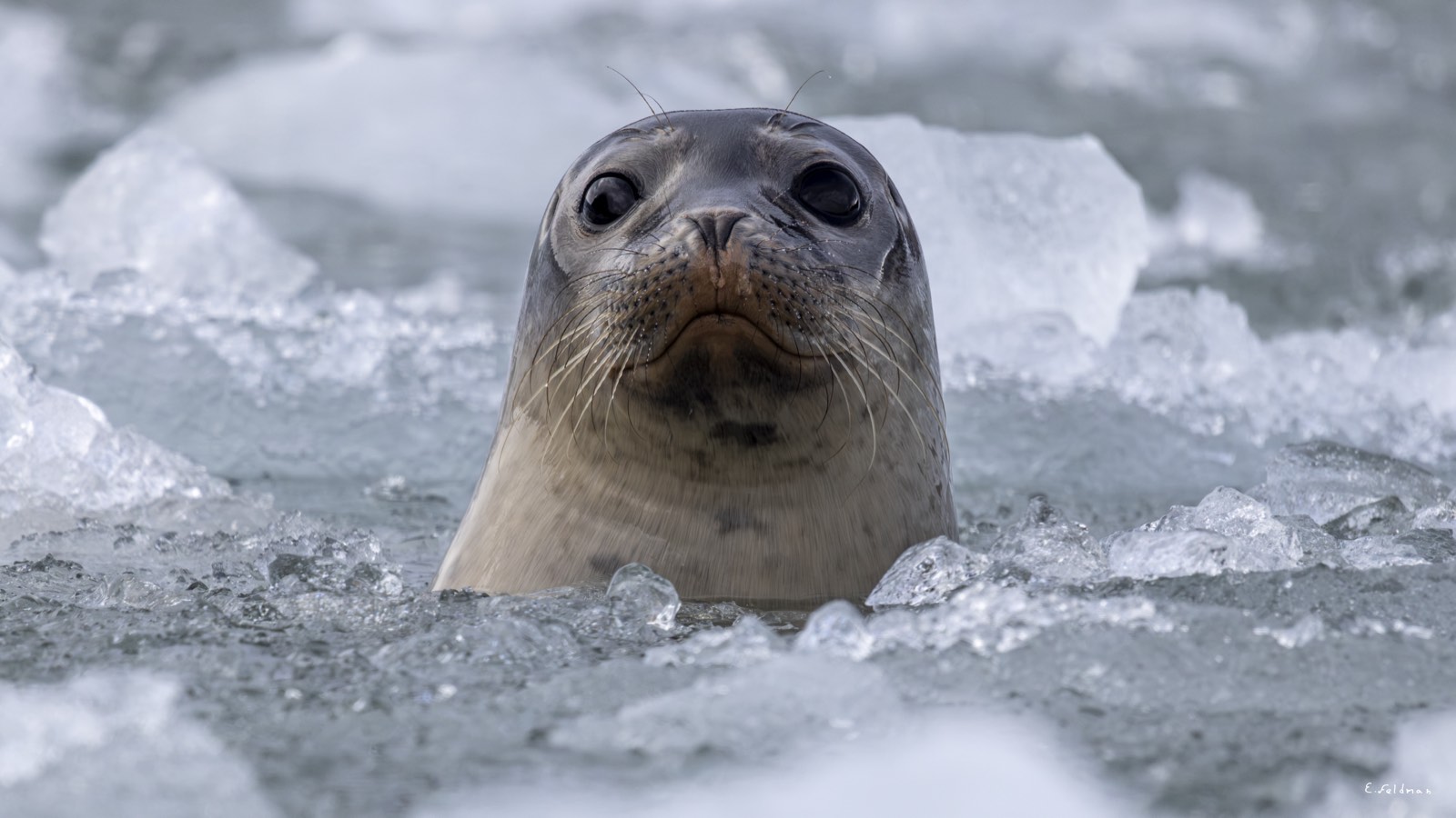 A seal peering out between chunks of ice
