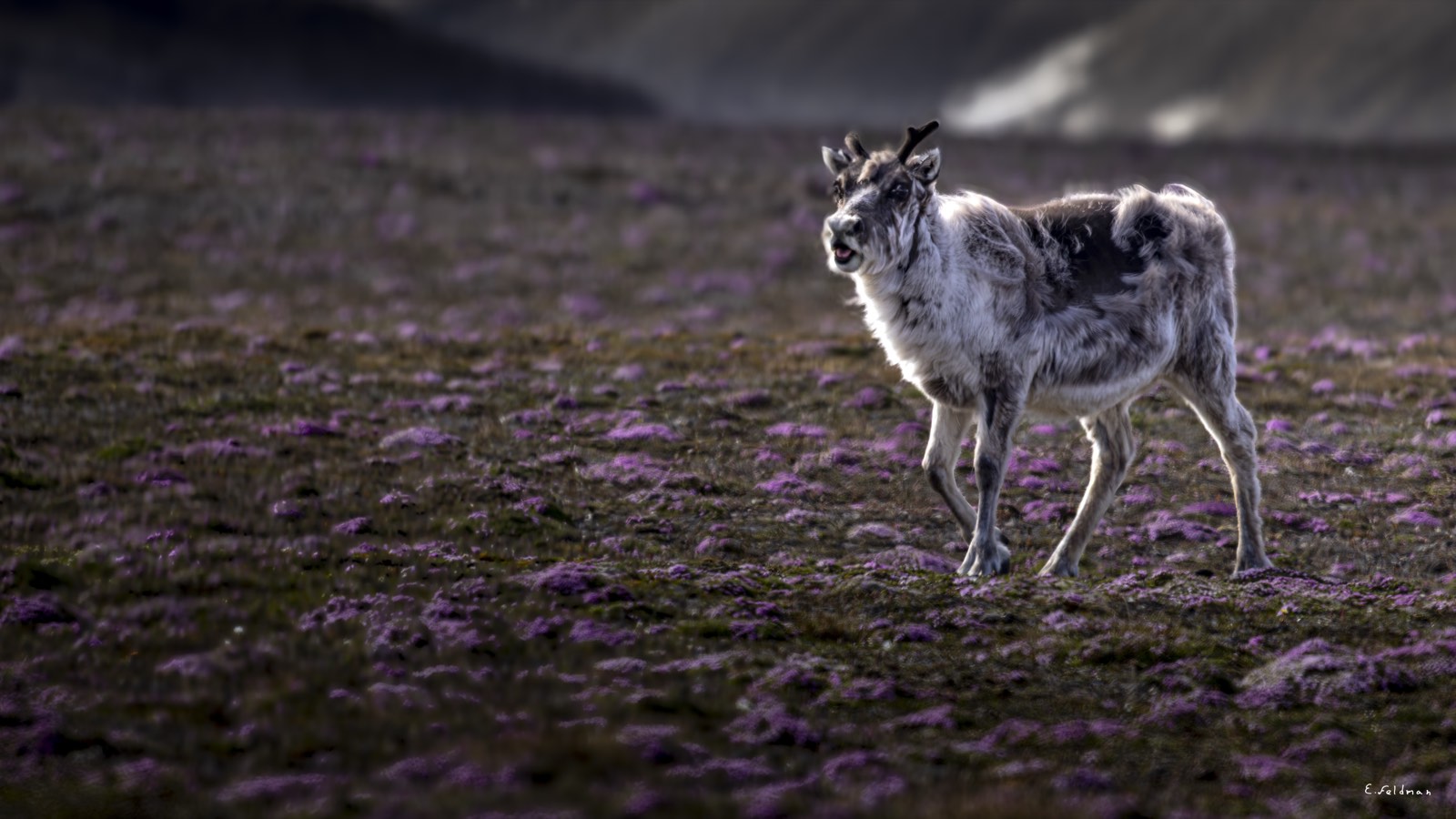 A Svalbard reindeer on flowering tundra