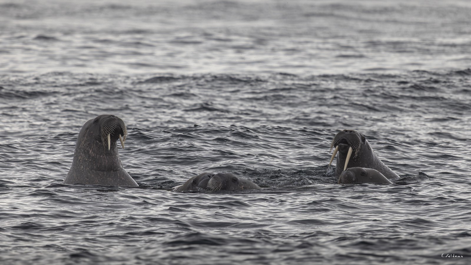 Walruses surfacing in the Arctic sea