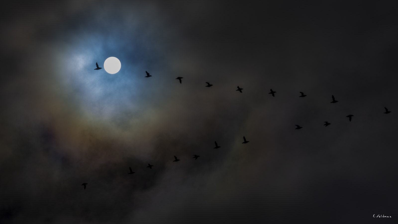 Birds crossing a halo around the moon