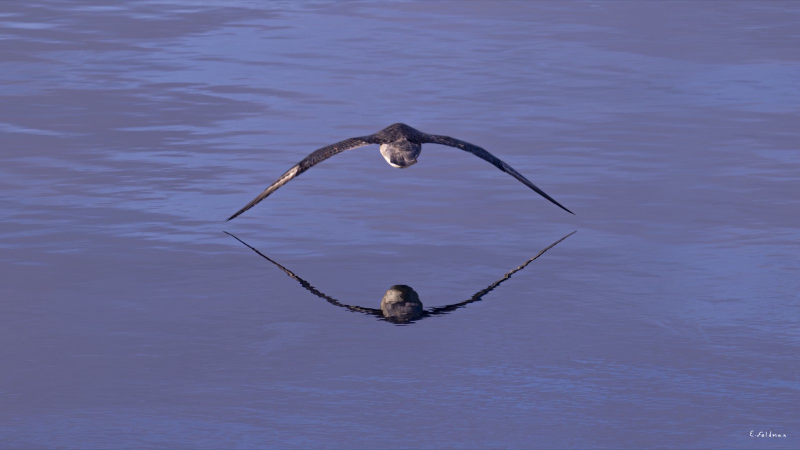A bird in flight reflected in still water