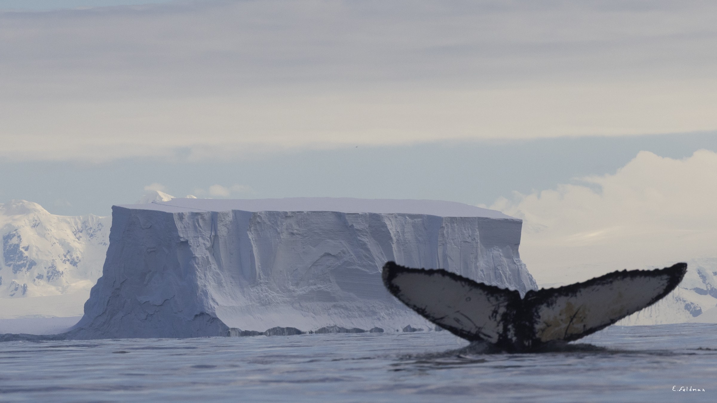A humpback whale’s tail before a tabular iceberg, Antarctica